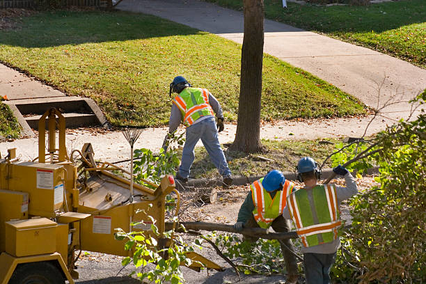 How Our Tree Care Process Works  in Coleraine, MN