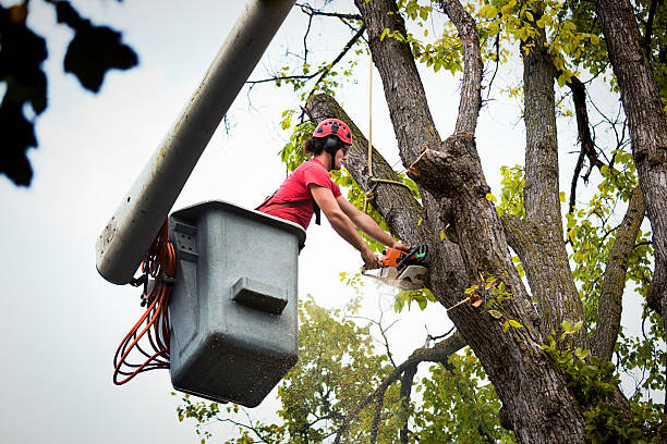 Best Tree Disease Treatment  in Coleraine, MN